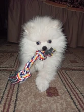 Cuerda de hueso trenzado para mascotas, suministros de limpieza de dientes de Color aleatorio de 17cm para perros y cachorros de algodón, duradero, 1 unidad