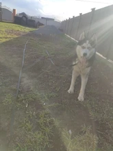 Correas de nailon para perros, correa de entrenamiento de Mascota para caminar, gatos, correa de plomo, 3 colores, 1,5 M, 1,8 M, 3M, 4,5 M, 6M, 10M