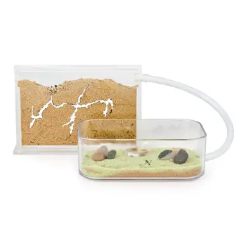 

Ant Farm Basic with free Ants and Queen - Educational formicarium for LIVE ants