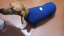 Ropa de perro de moda ropa de invierno para perros pequeños perros mediano chaqueta de abrigo Chihuahua ropa para mascotas para pequeño mediano perros Carlino