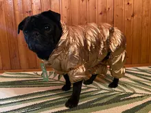 Ropa de abrigo para Perros Bulldog Francés, Ropa de cachorro, Chihuahua, yorkie, abrigo de perrito mascota, chaqueta, perros, mascotas