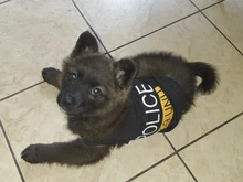 Traje de policía para Cosplay de perros y gatos, chaleco elástico negro, camiseta de cachorro, accesorios, ropa, disfraces