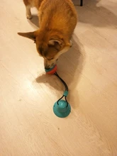 Pet Dog Toys Silicon Suction Cup Tug dog toy Dogs Push Ball Toy Pet Tooth Cleaning Dog