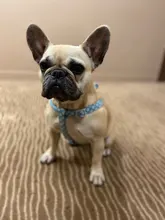 Conjunto de arnés de perro sin tirar con correa de perro de 1,2 m tamaño ajustable de lona de impresión arnés para perros correas de perro suministros para mascotas arnes perro