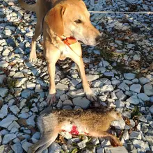 FREE SHIPPING WATERPROOF DOG GPS TRACKER COLLAR FOR HUNTING