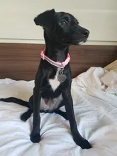 Collar reflectante para mascotas Collar campana ajustable tamaño adecuado para los gatos y suministros para mascotas perros básicos collares Qianyi