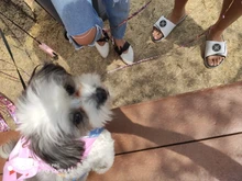 Banner-Accessories Collar Pet-Party-Supplies Birthday-Party-Decor Dog Cat Scarf Hat 