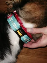 Pawstrip-etiqueta de Mascota de acero inoxidable, etiqueta personalizada para perro, nombre, teléfono, Collar, placa con nombre, identificación del perro de Mascota, para perros