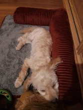 Cushion Detachable-Mat Pillow-Machine Bed Cat-House L-Shaped Puppy-Medium Large Dog Soft