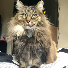 Collar de gato personalizado con estampado, Collar de gatito personalizado de liberación rápida con campana grabada, accesorios para gatos domésticos