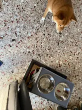 Non-Slip-Bowl Dogs-Water-Feeder Food-Feeding Adjustable Double Medium Small Big Bowls