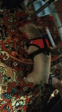 Breathable Small Dog Pet Harness and Leash Set Puppy Cat Vest Harness Collar For Chihuahua