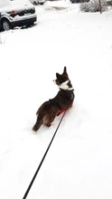 Proteger Corgi barriga delantal impermeable ropa de perro mascota pequeña pierna corta pierna perros mascotas ropa de Bulldog Francés traje para Pug S-L