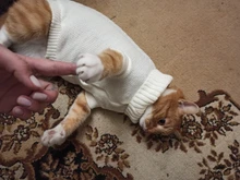 Vest Costume Pets-Sweater Dog-Coat T-Shirt Kitty For Cats Outfit Clothing Pet-Dog Dogs