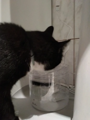 Automatischer 2-Liter-Katzenbrunnen mit Wasserhahn und Hundewasserspender Fotobericht