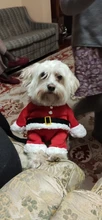 Apparel Costume Christmas-Clothes Dog-Suit Pet-Coat Santa-Claus with Winter Gomaomi Cap