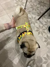 Dog-Harness Leash-Set Pets-Puppy No-Pull Dogs French-Bulldog Small Pug Breathable 