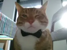 Collar de gato de terciopelo con lazo liso para cachorro, Chihuahua, con campana, hebilla de seguridad ajustable, pajarita para gatos, accesorios para mascotas