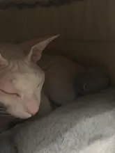 Bed Kennel Cat-House Hoopet Cave Home Dog-Puppy Warm for Teddy