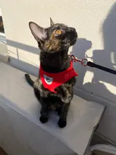 Arnés y correa reflectantes para gato, ropa transpirable a prueba de Escape para mascotas, chaleco ajustable de fácil Control