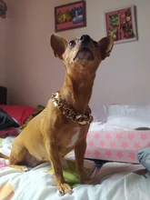 Necklace Pet-Accessories Photos-Props Cat-Chain Kitten Show-Off-Collar Gold Puppy Dogs