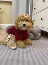 Ropa para perros de lana y Chihuahua, Ropa de invierno para mascotas pequeñas y medianas