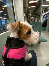 Coat Jacket Puppy-Vest Dogs Waterproof Winter Medium Pet-Dog Zipper Small Large Warm