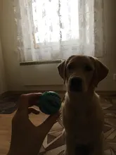 Toy-Ball Pet-Dog-Toys Treat-Feeder Puppy for Tooth Cleaning-Ball Chihuahua Nontoxic Funny