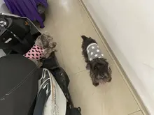 S-XL sin mangas con estampado a la moda para perros pequeños, chaleco cómodo con estampado de corazón para perros y cachorros, ropa de mascotas de alta calidad
