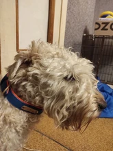 Dog-Collar Id-Plate Engraved Dogs Pitbull Custom Personalized Padded with Tag 2-Layers