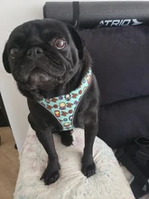 personalized Reflective Dog Cat Harness Vest Pet Adjustable Walking Leash Set for Puppy