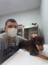 Collar con brillo luminoso para perro, gargantilla con luz led recargable, nocturna e intermitente, con iluminación de seguridad y carga usb para mascota