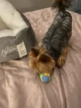 Dog-Toy Rope Knot-Ball HOOPET Chews Teeth-Odontoprisis Small Large Cotton 7-Style Grinding