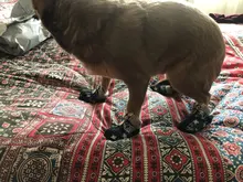 Puppy-Boots Pet-Shoes Lovely Dogs Snow Anti-Slip Zipper Winter Warm Denim Lets Casual