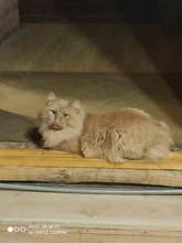 Multi-propósito peine para perro y gato aguja de cepillo para el cabello para mascota para Yokie cachorro perro pequeño removedor de pelo de belleza para mascotas aseo herramienta