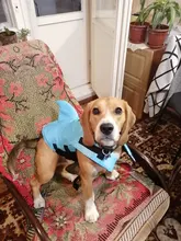 Chaleco salvavidas para perro, chaqueta salvavidas, ropa de baño para perros, traje de baño para mascotas, forma de tiburón