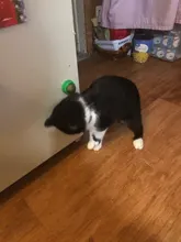 Natural Catnip Toys For Cats Crazy Healthy Cat Toys For Kitten Edible Treating Cleaning