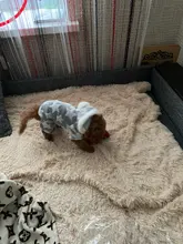 Pijamas de perros para otoño e invierno, Mono para perros pequeños, jerseys Shih Tzu Yorkshire, ropa de lana suave para cachorros y gatos