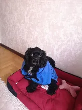 Pet-Bed Puppy Kennel Large Dog Waterproof House Cat-Litter Paw-Print for Four-Seasons