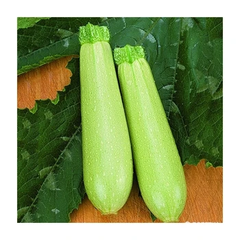 

ESKENDERANY F1 Kabak Tohumu 100 Gram