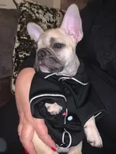 Puppy-Outfit Dogs-Costume Pet-French-Bulldog-Pajamas Chihuahua Fashion Small Medium Perro