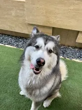 Aperitivos molares para perros, deliciosos sabores variados, palitos desodorantes para Limpieza de dientes, golosinas para perros pequeños y grandes, suministros para mascotas, 30 Uds.