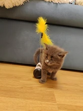 Pet Cat Toys for Cats Kitten Puzzle Interactive Tumbler Swing Self Balance Chasing Toy