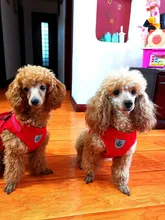 Harness Leash-Set Vest Pet-Supplies Puppy-Chest-Strap for Small Medium Dogs-Cat Pug Chihuahua