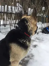 Collar táctico militar ajustable para perro, collares para perro y mascotas, correa de Control, Asa de entrenamiento, Collar de Gato para perros pequeños y grandes