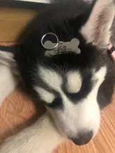 Llavero con chapa personalizada para identificación de mascotas y gatos, llavero con grabado de nombre de identificación de mascotas para Collar de cachorro y gato, accesorios para mascotas