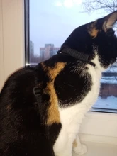 Arnés y correa para cachorros y gatitos, cinturón de tracción ajustable para animales, cuello Halter para gatos y gatitos, sin cartón