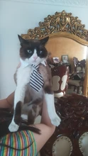 Pajarita a rayas para perro y gato, Collar ajustable para mascotas, corbata blanca para perro, y boda para fiesta, 2020