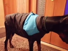 Dog-Jacket Puppy Dogs French Bulldog Waterproof Vest Hoodies Pet-Dog Small Winter Large