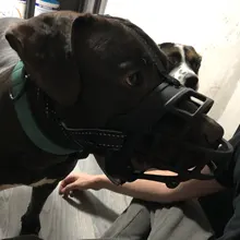 Mascarilla antiladridos para perros, máscara de silicona para evitar morder, con ventilación